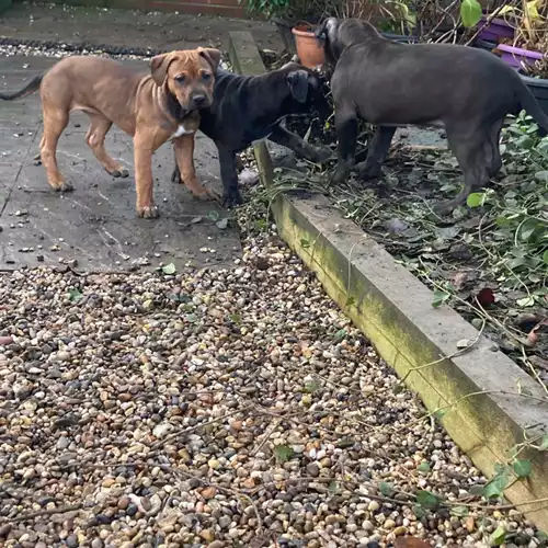 Rhodesian Ridgeback Dog For Sale in Huntingdon, Cambridgeshire