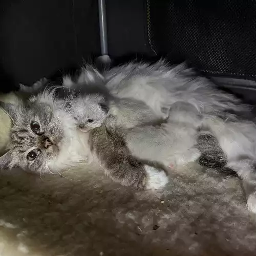 Ragdoll Cat For Sale in Manchester