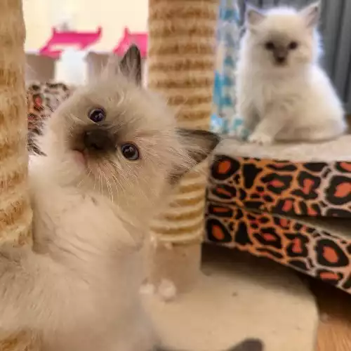 Ragdoll Cat For Sale in Manchester