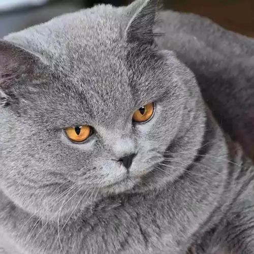 British Shorthair Cat For Stud in West Ealing, Greater London