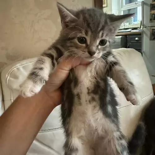 British Shorthair Cat For Sale in Swindon, Wiltshire, England