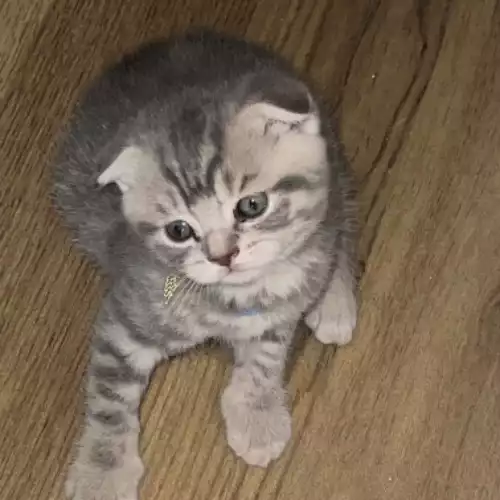 Scottish Fold Cat For Sale in London, Greater London, England