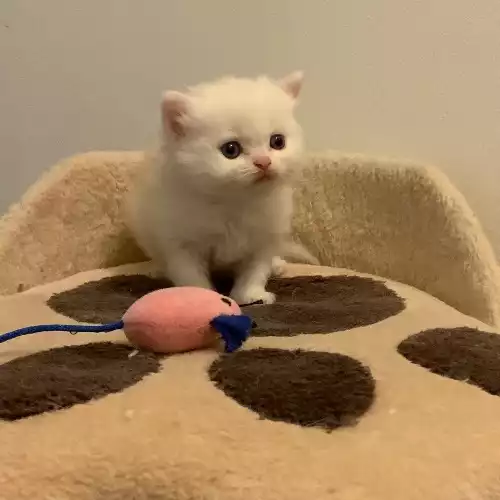 Persian Cat For Sale in Oldham, Greater Manchester