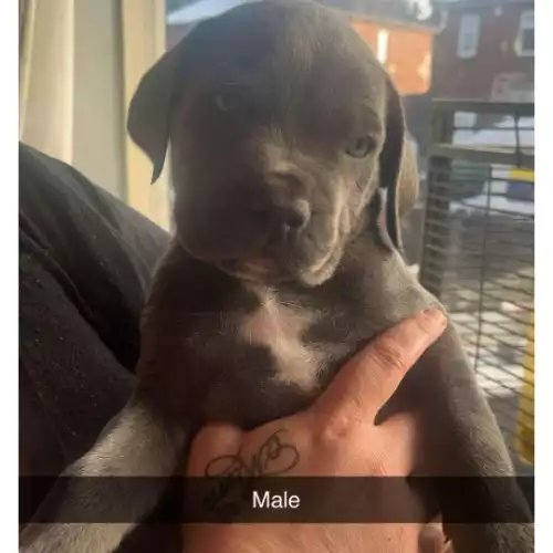 Cane Corso Dog For Sale in Stoke on Tern, Shropshire