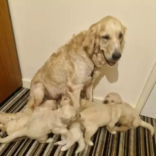 Golden Retriever Dog For Sale in Wolverhampton