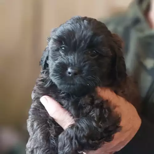 Shihpoo Dog For Sale in Aintree, Merseyside, England