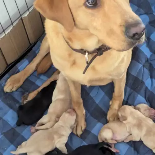 Labrador Retriever Dog For Sale in Newcastle upon Tyne, Tyne and Wear, England