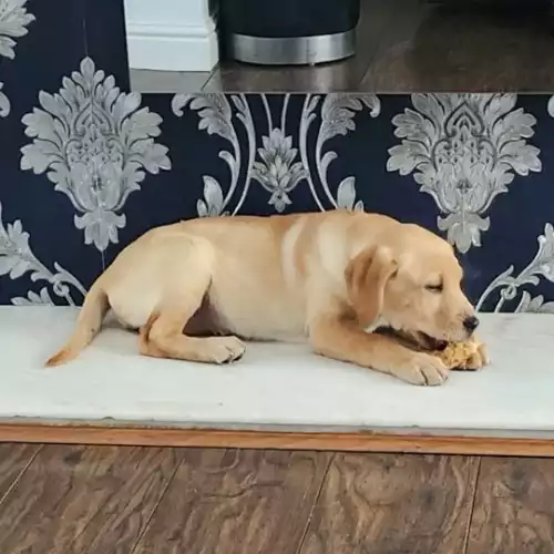 Labrador Retriever Dog For Sale in Newcastle upon Tyne, Tyne and Wear, England