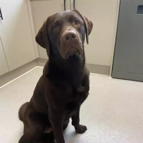 Labrador Retriever Dog For Stud in Frome, Somerset, England