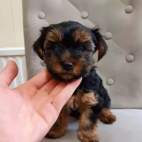 Yorkshire Terrier Dog For Sale in Rotherham, South Yorkshire