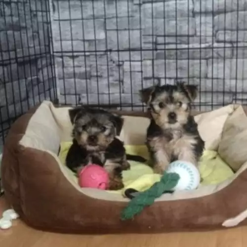 Yorkshire Terrier Dog For Sale in Rotherham, South Yorkshire