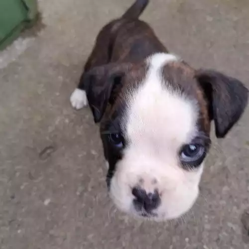 Boxer Dog For Sale in Cardiff / Caerdydd, South Glamorgan, Wales