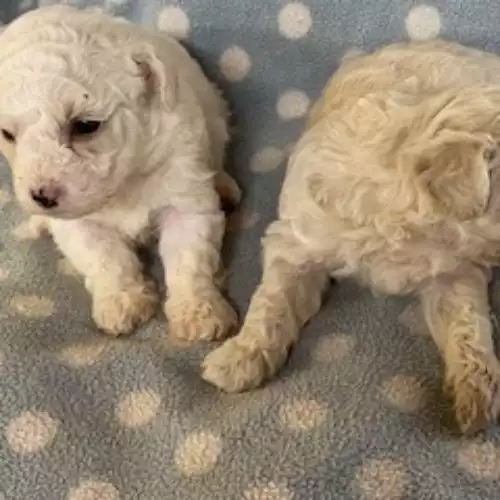 Poochon Dog For Sale in Blaenffos, Dyfed, Wales