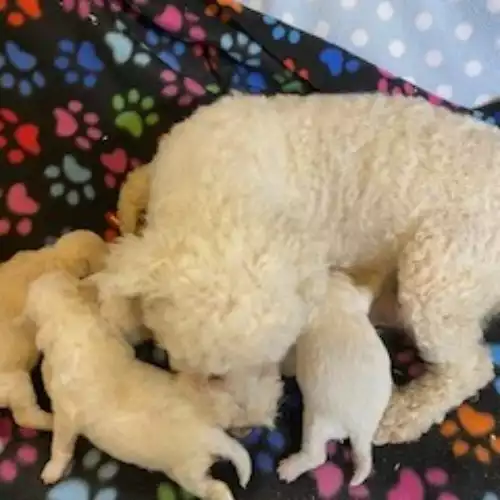 Poochon Dog For Sale in Blaenffos, Dyfed, Wales