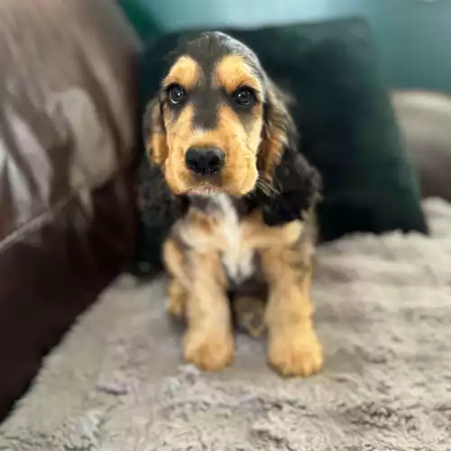 Cocker Spaniel Dog For Sale in Worksop