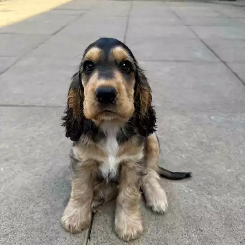 Cocker Spaniel Dog For Sale in Worksop