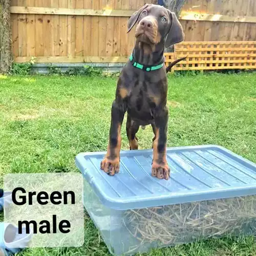 Dobermann Dog For Sale in Ware, Hertfordshire