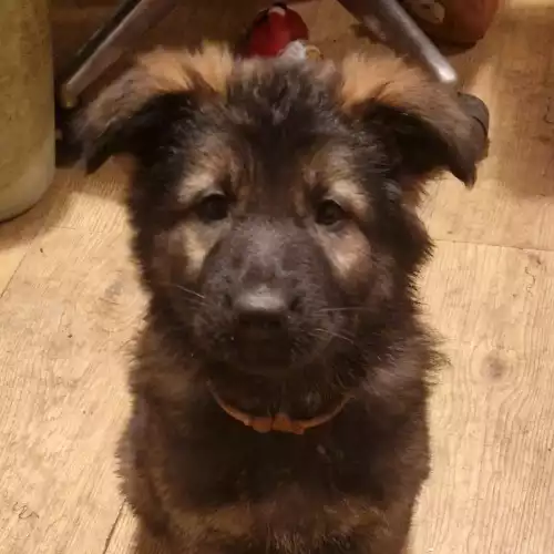 German Shepherd Dog For Sale in Manchester