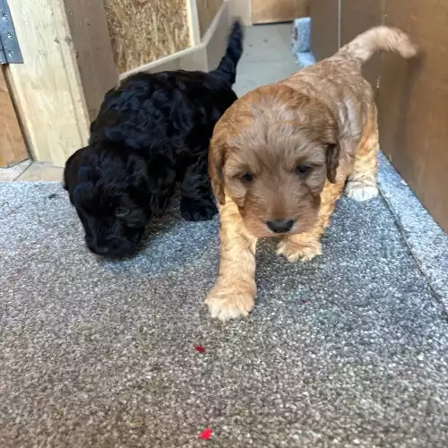 Cockapoo Dog For Sale in Kingston upon Hull