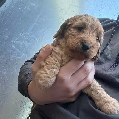 Cockapoo Dog For Sale in Kingston upon Hull