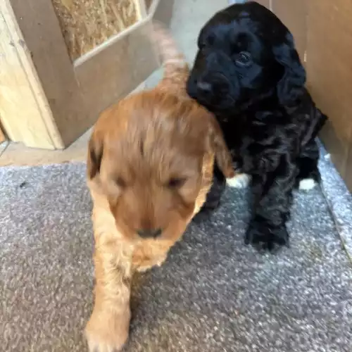 Cockapoo Dog For Sale in Kingston upon Hull