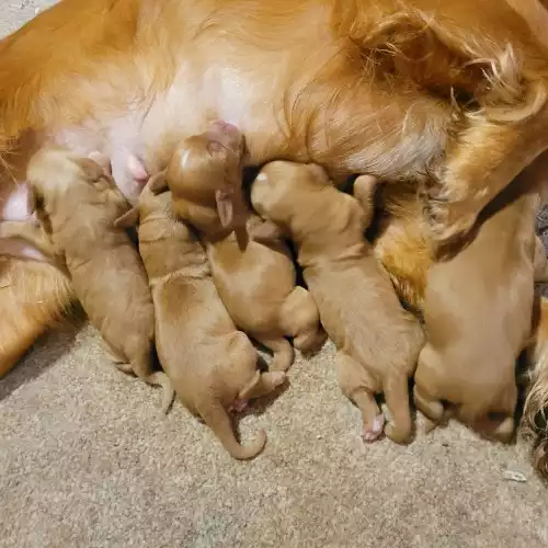 Cocker Spaniel Dog For Sale in Ferryhill, Durham, England