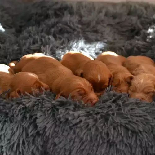 Cocker Spaniel Dog For Sale in Ferryhill, Durham, England