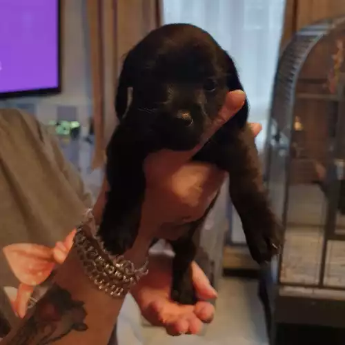 Miniature Dachshund Dog For Sale in Sheffield, South Yorkshire, England