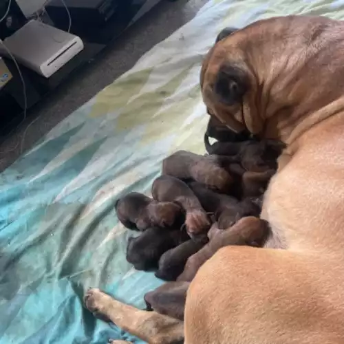 Cane Corso Dog For Sale in Bristol