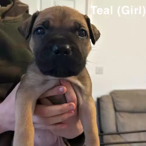 Cane Corso Dog For Sale in Bristol