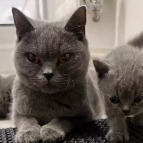 British Shorthair Cat For Sale in Birmingham