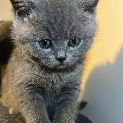 British Shorthair Cat For Sale in Birmingham