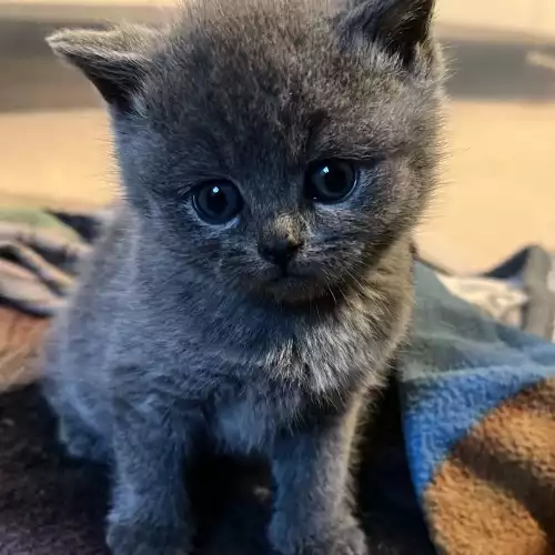 British Shorthair Cat For Sale in Birmingham