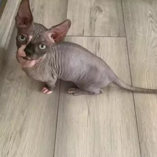 Sphynx Cat For Sale in Edinburgh, City of Edinburgh, Scotland