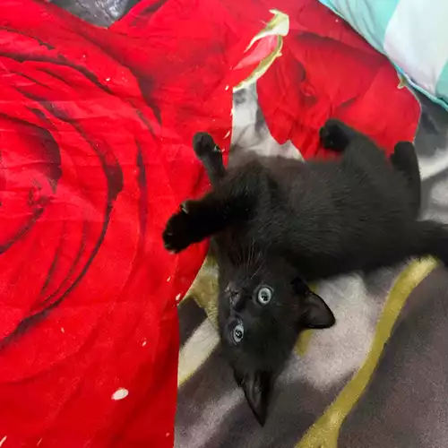 Bombay Cat For Sale in London