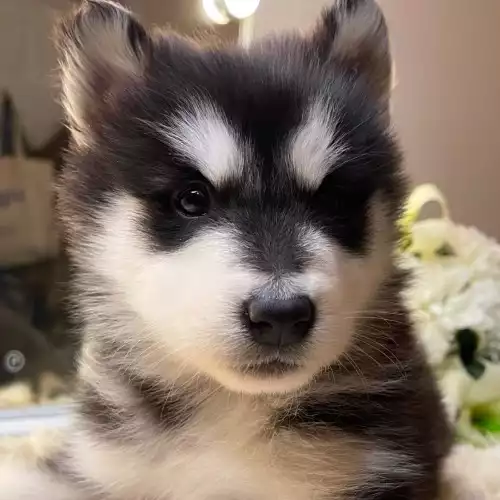 Siberian Husky Dog For Sale in London