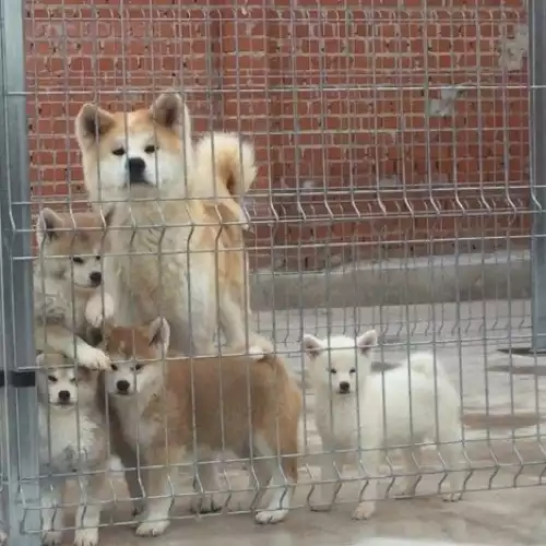 Japanese Akita Inu Dog For Sale in Manchester, Greater Manchester, England