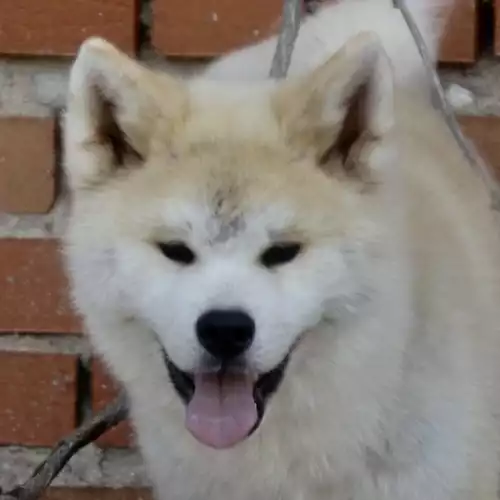 Japanese Akita Inu Dog For Sale in Manchester, Greater Manchester, England