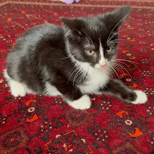 Munchkin Cat For Adoption in Coventry, West Midlands, England