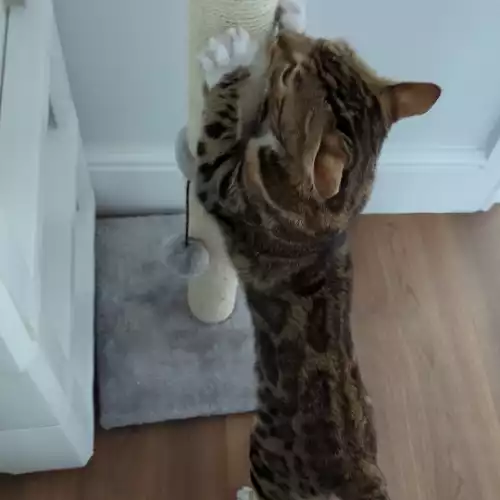 Bengal Cat For Adoption in Thurrock Park, Essex, England