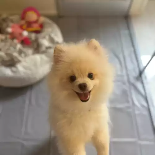 Pomeranian Dog For Adoption in Birmingham