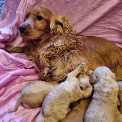 Cockapoo Dog For Sale in Stourport-on-Severn, Worcestershire, England