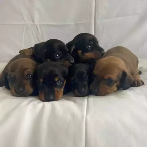 Miniature Dachshund Dog For Sale in Tiverton, Devon