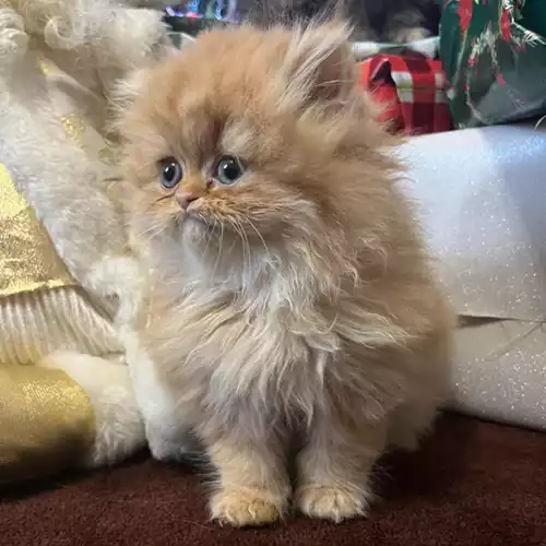 Persian Cat For Sale in Guildford Park, Surrey