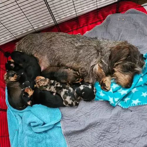 Miniature Dachshund Dog For Sale in Fauldhouse, West Lothian, Scotland