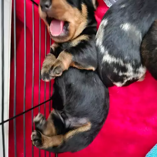 Miniature Dachshund Dog For Sale in Fauldhouse, West Lothian, Scotland