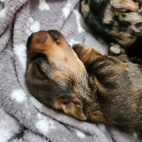 Miniature Dachshund Dog For Sale in Fauldhouse, West Lothian, Scotland