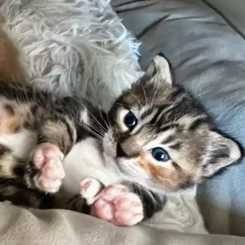 Ragdoll Cat For Sale in Southbourne, West Sussex, England