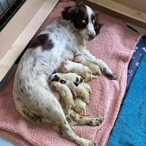 Cockapoo Dog For Sale in Chorley, Lancashire