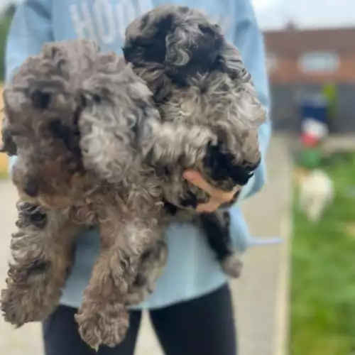 Cockapoo Dog For Sale in Newcastle upon Tyne, Tyne and Wear, England